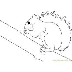 Eastern Grey Squirrel Free Coloring Page for Kids
