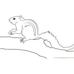 Indian Palm Squirrel Free Coloring Page for Kids