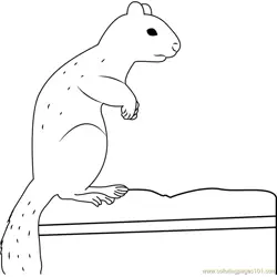 Nervous Squirrel Free Coloring Page for Kids