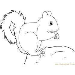 Red Squirrel Don Free Coloring Page for Kids