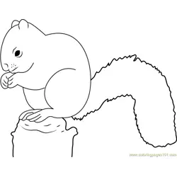 Red Squirrel Eating Free Coloring Page for Kids