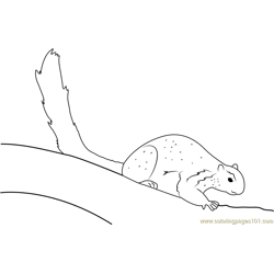 Squirrel At Free Coloring Page for Kids