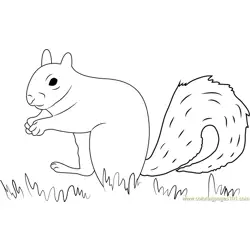 Squirrel Find His Food Free Coloring Page for Kids