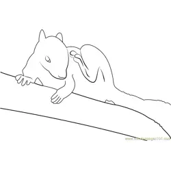 White Squirrel Free Coloring Page for Kids