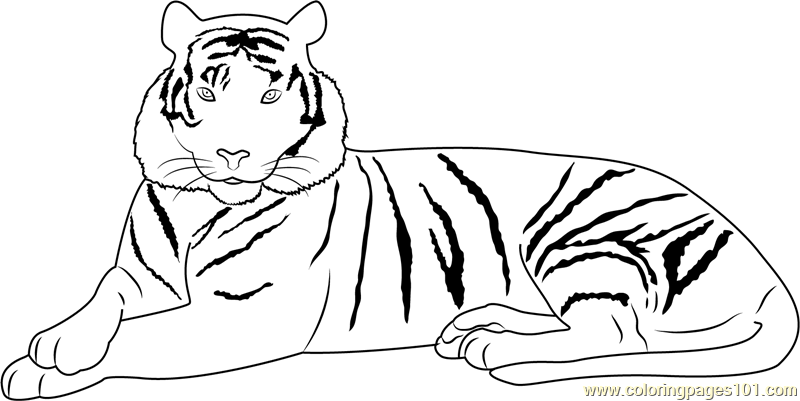 Elegant Tiger