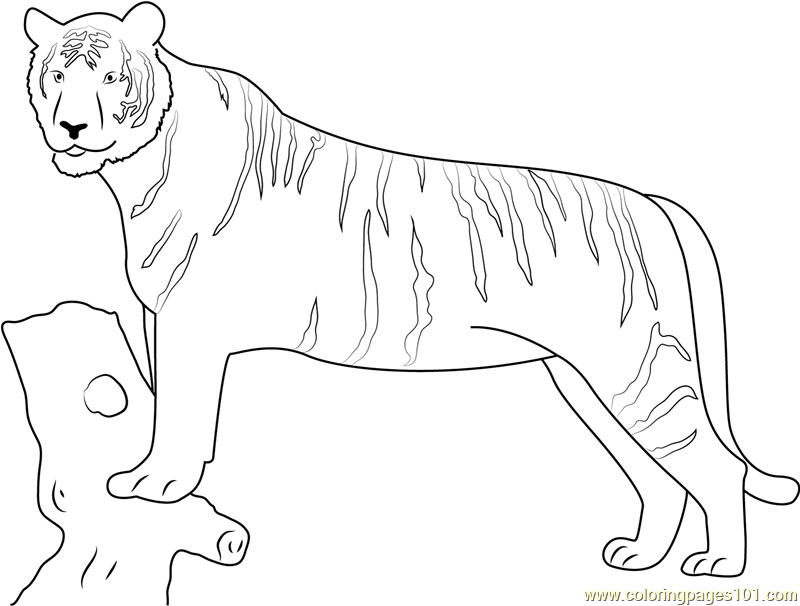 Panthera Tigris Coloring Page for Kids - Free Tiger Printable Coloring