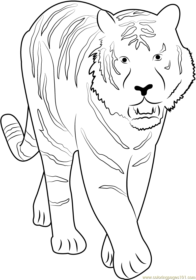 Tiger Walking towards Coloring Page for Kids - Free Tiger Printable