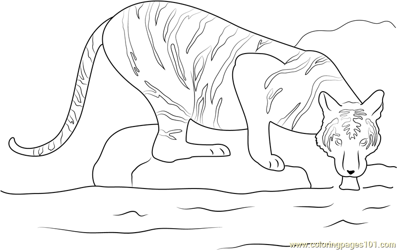 Tiger in a Water Coloring Page for Kids - Free Tiger Printable Coloring