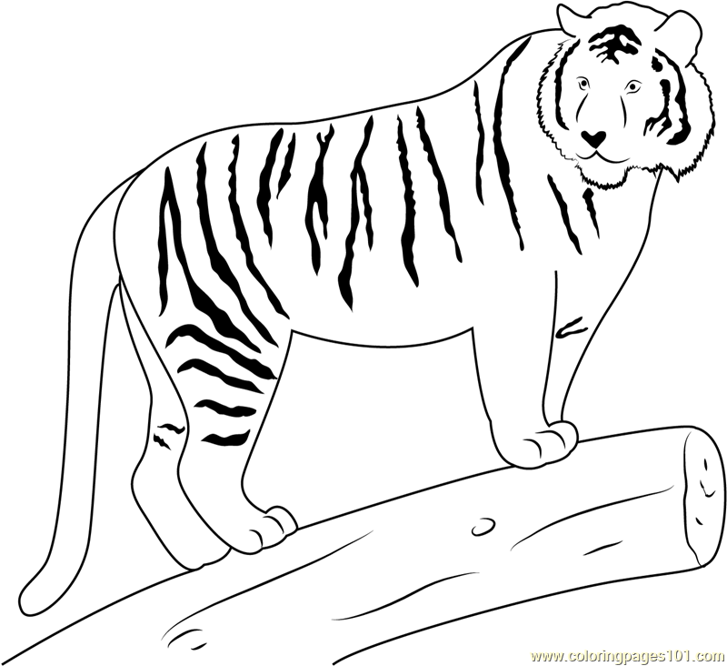 Tiger on Wood