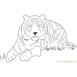 Eye of the Tiger Free Coloring Page for Kids