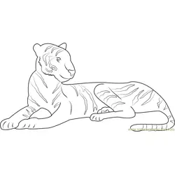 Malnourished Tiger Free Coloring Page for Kids