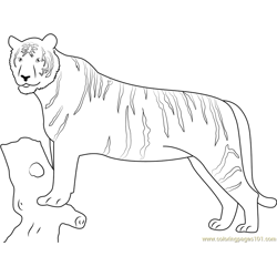 Panthera Tigris Free Coloring Page for Kids
