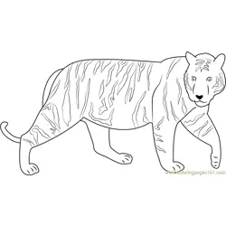 Runway Tiger Free Coloring Page for Kids