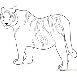 Siberian Tiger Free Coloring Page for Kids