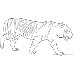 Sumatran Tiger Free Coloring Page for Kids