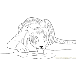 Tiger Drink Water Free Coloring Page for Kids