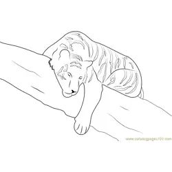Tiger Sleeping on Tree Free Coloring Page for Kids