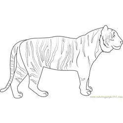 Tiger Up Look Free Coloring Page for Kids