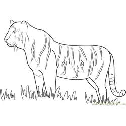 Tiger Walking in Grass Free Coloring Page for Kids