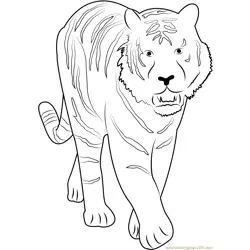 Tiger Walking towards Free Coloring Page for Kids