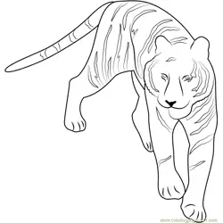 Tiger at See Free Coloring Page for Kids