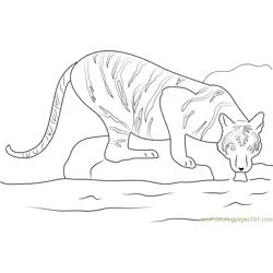 Tiger in a Water Free Coloring Page for Kids