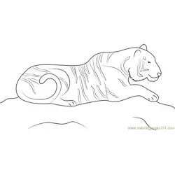 Tiger on Hunting Free Coloring Page for Kids
