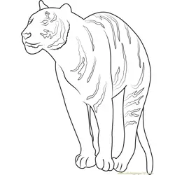 Wild Tiger Free Coloring Page for Kids