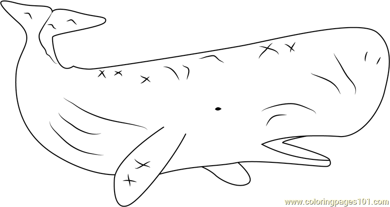 Sperm Whale Coloring Page for Kids - Free Whales Printable Coloring
