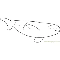 Beluga Whale Relaxing Free Coloring Page for Kids