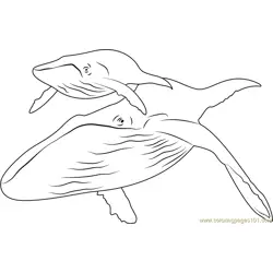 Humpback Whale Free Coloring Page for Kids