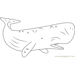 Sperm Whale Free Coloring Page for Kids