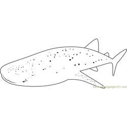 Whale Shark Belize Free Coloring Page for Kids