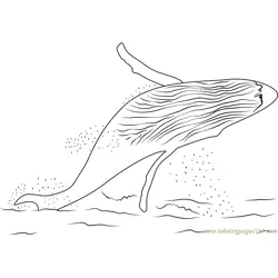 Whale Watch Free Coloring Page for Kids