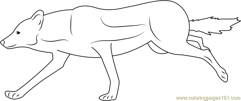 Wolf Female