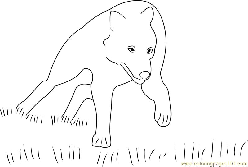 Wolf Running in Grass
