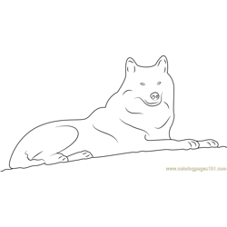 Arctic Wolf Free Coloring Page for Kids