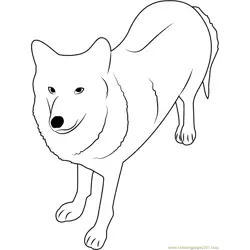 Himalayan Wolf Free Coloring Page for Kids