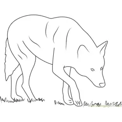 Red Wolf Albany Chehaw Free Coloring Page for Kids