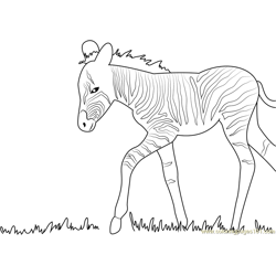 Baby Zebra Walking Free Coloring Page for Kids