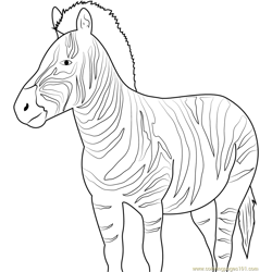 Beautiful Zebra in South Africa Free Coloring Page for Kids