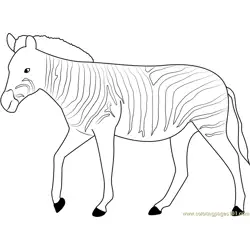 Strutting Zebra Free Coloring Page for Kids