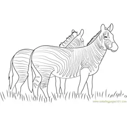 Two Zebras Walking Together Free Coloring Page for Kids