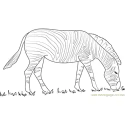 Zebra Black and White Free Coloring Page for Kids