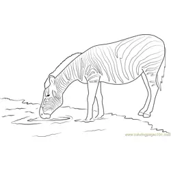 Zebra Drinking Water Free Coloring Page for Kids