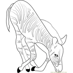 Zebra Eating Grass Free Coloring Page for Kids