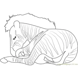 Zebra See Free Coloring Page for Kids