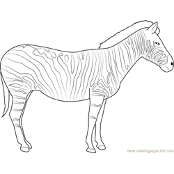 Zebra Free Coloring Page for Kids