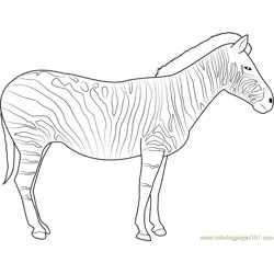 Zebra Free Coloring Page for Kids