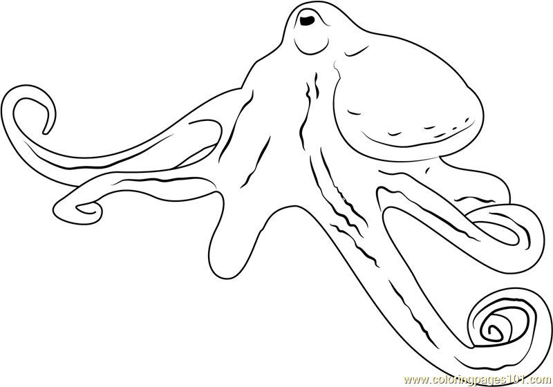 Biz Octopus